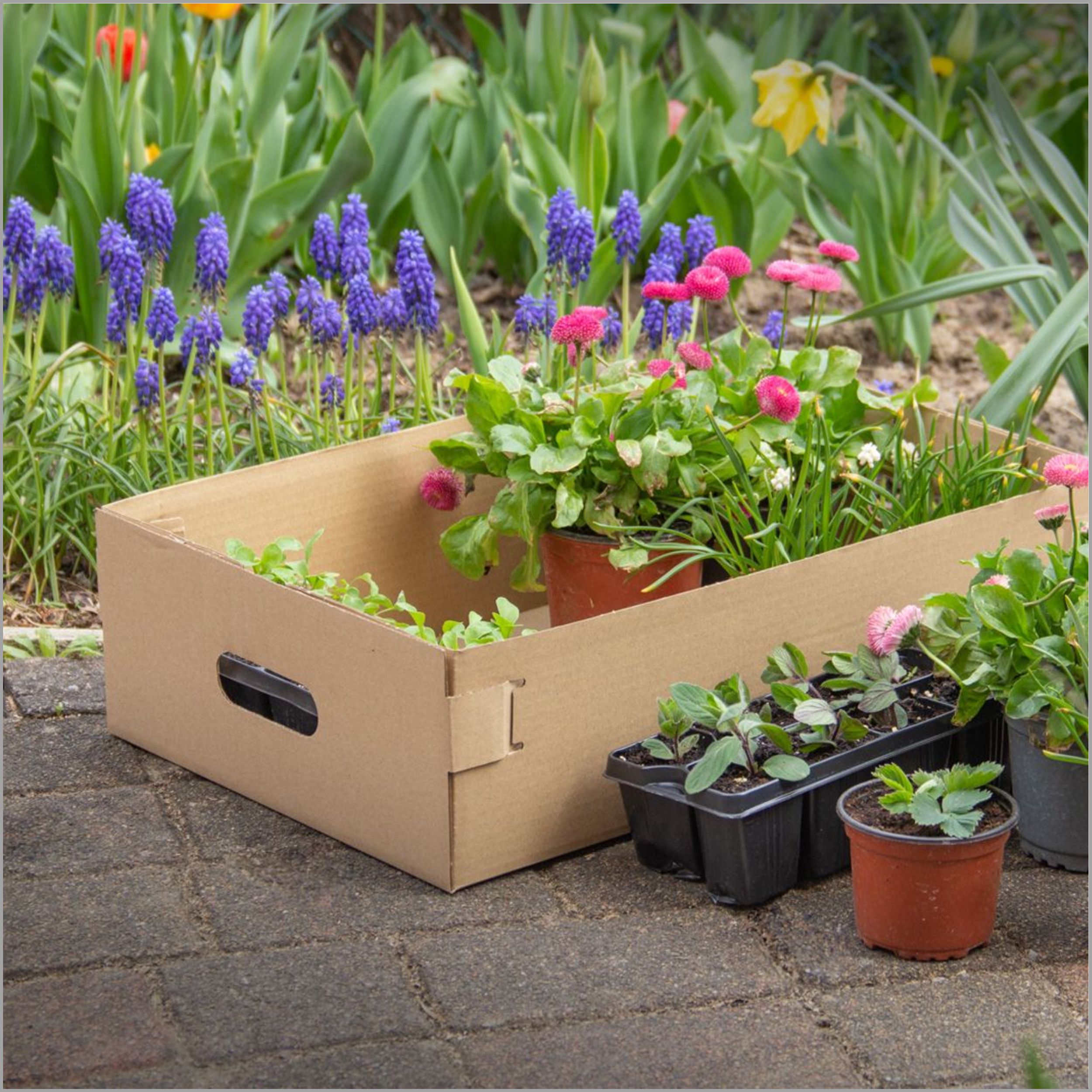 fruit-box2394(3)