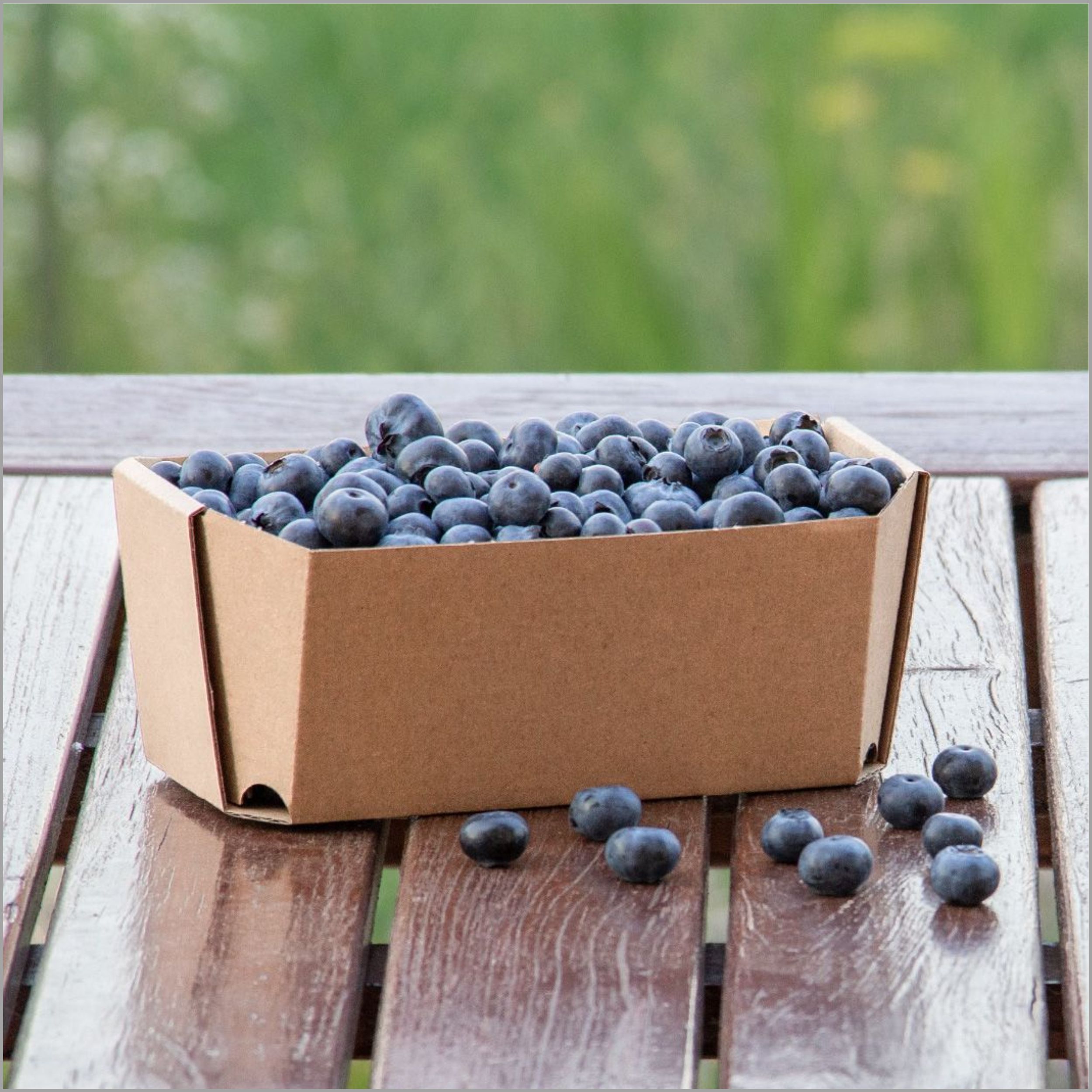 fruit-box2395(3)